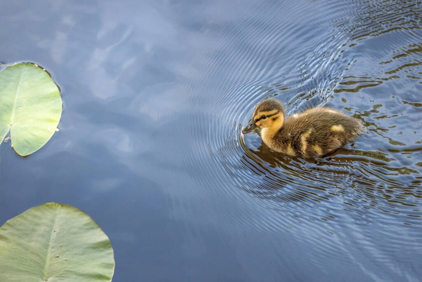 a little duckling swims on the water, wild migratory birds on the pond in the park, - Fotografie, Obrázek