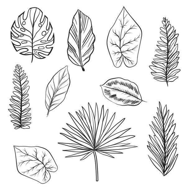 Variety of palmetto leaf set - Διάνυσμα, εικόνα