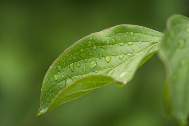 Krople deszczu na zielonych liściach. Krople wody. Zdjęcie makro - Zdjęcie, obraz