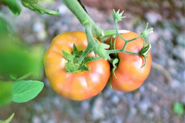 Achtergrond van volledig onrijpe en biologische tomaten in de tak - Foto, afbeelding
