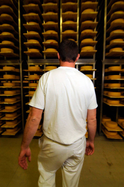 meester kaasmaker in industriële voedselproductie wandelt door een hal van kaasbroden - Foto, afbeelding