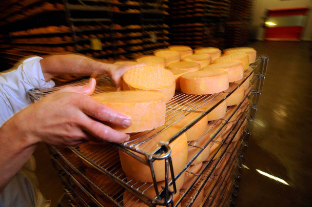 ποιοτικός έλεγχος κατά τη διαδικασία ωρίμανσης τυριών στη βιομηχανική παραγωγή τροφίμων - Φωτογραφία, εικόνα