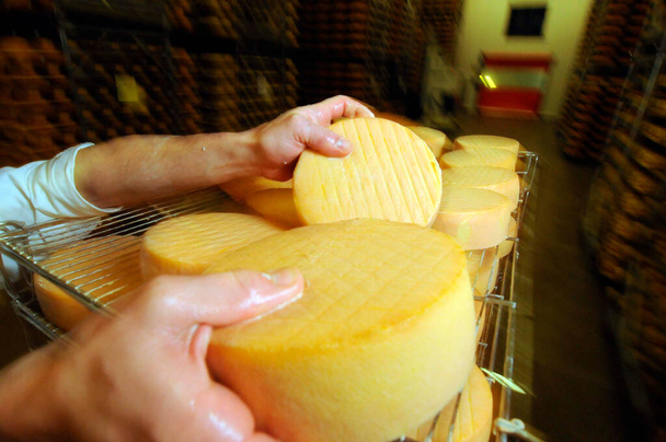 minőségellenőrzés a sajtérlelés folyamatában az ipari élelmiszer-termelésben - Fotó, kép