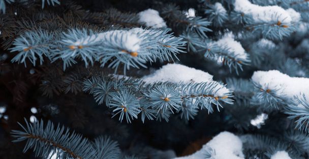 Picea pungens evergreen coniferous tree. Blue spruce in the forest, fluffy snow on the spruce branches. selective focus. Beautiful Christmas tree, the concept of celebrating new year's holidays - Photo, Image