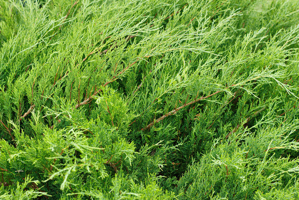 Closeup of a creeping green juniper shrub as background - Foto, afbeelding