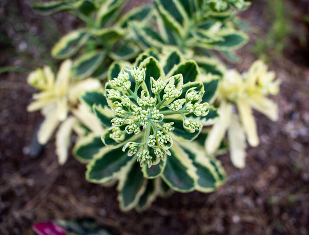 close up of a green, two toned plant - Fotoğraf, Görsel