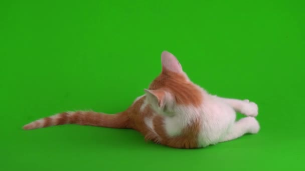 Bílo-červená kočka kotě hraje na zeleném pozadí obrazovky. - Záběry, video