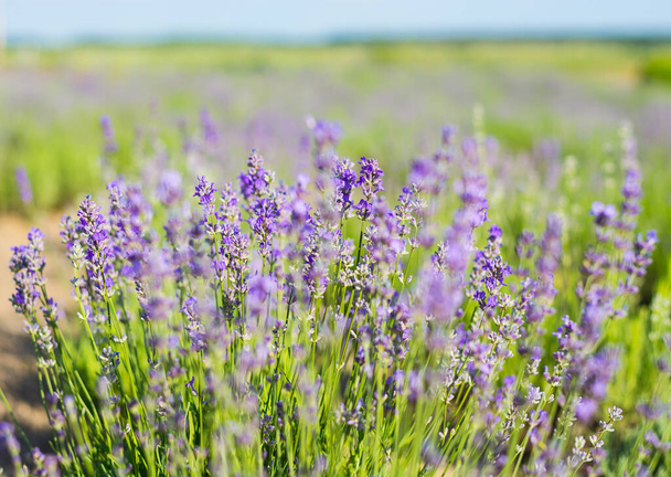 Laventelien kukkia laventelipellolla. Kukkivat laventeli kesällä - Valokuva, kuva