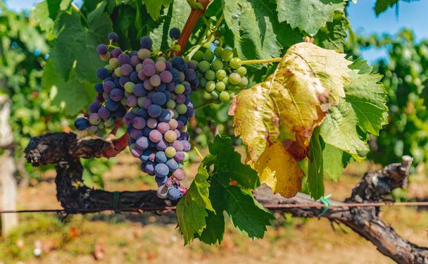 a Szardíniától délre fekvő Cannonau szőlőültetvények szőlőültetvényei - Fotó, kép