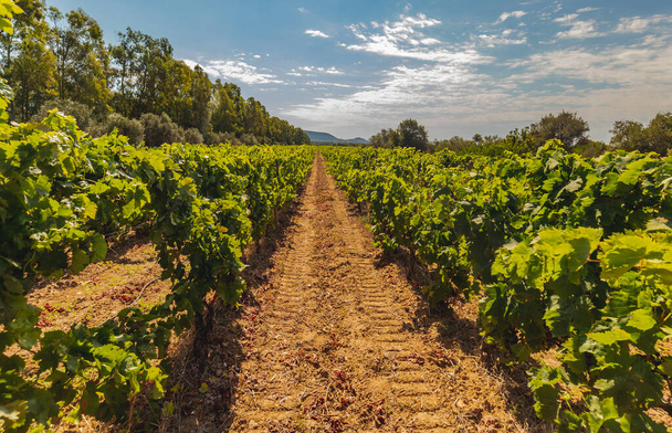 a Szardíniától délre fekvő Cannonau szőlőültetvények szőlőültetvényei - Fotó, kép