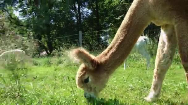 a brown alpaca in the summer on a meadow - Footage, Video