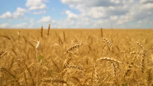 Orelhas de trigo crescendo em um campo de grãos balançando ao vento - Filmagem, Vídeo