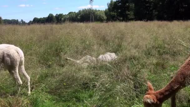 夏の白と茶色のアルパカは牧草地で - 映像、動画