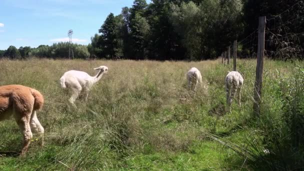 夏の白と茶色のアルパカは牧草地で - 映像、動画