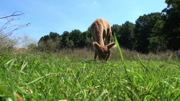 a brown alpaca in the summer on a meadow - Footage, Video