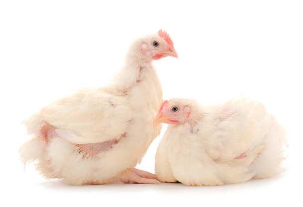 Two chicken or young broiler chickens on isolated white background. - Foto, imagen