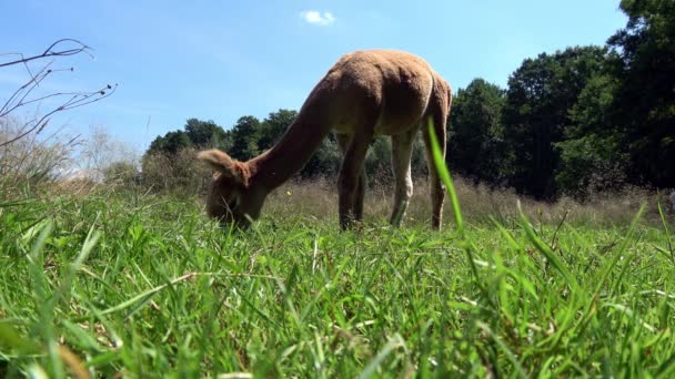 夏に牧草地で茶色いアルパカが - 映像、動画