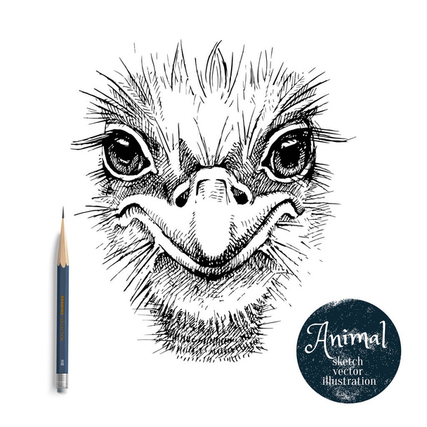 Hand drawn ostrich bird head vector illustration. Sketch isolated ostrich portrait on white background with pencil and label banner - Vector, Image