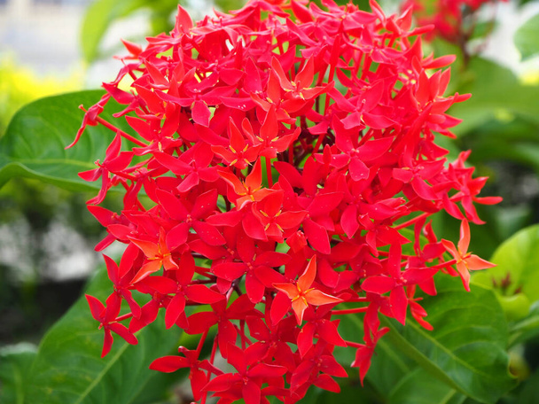 beautiful red Rubiaceae flower, ixora, with blurred green background. - Photo, Image