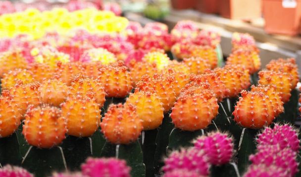 orange color Cactus, among other cactus colorful blurred background. - Photo, Image