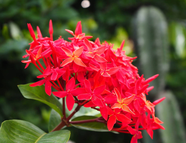 beautiful red Rubiaceae flower, ixora, with blurred green background. - Photo, Image