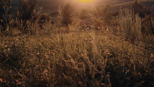 初秋に太い草を持つ作物のフレーム。太陽の下で黄金の草。自然の中で草と映画のビデオ - 映像、動画