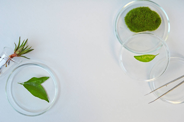 natural background green tea leaves with forest moss in laboratory glassware top view - Photo, Image