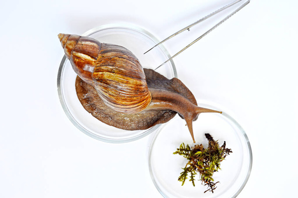 Escargot Achatina dans une boîte de Pétri avec verrerie de laboratoire sur fond blanc - Photo, image