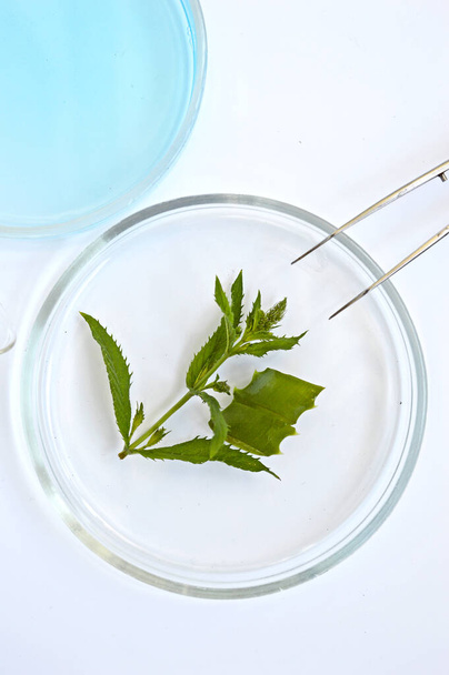 background aloe with green plant in glass laboratory glassware - Фото, зображення