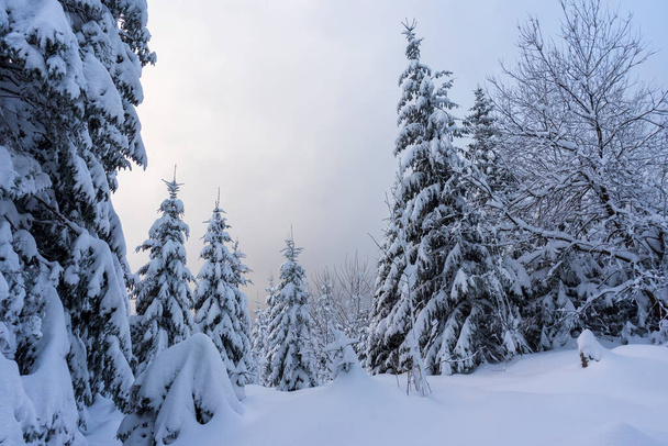 Frozen trees in deep snow. Tatra Mountains. - Photo, Image