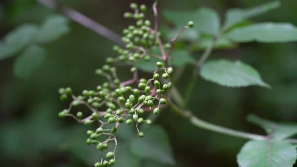 Unripe green fruits of Black Elder in natural environment (Sambucus nigra) - Video