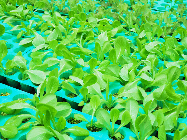 hydroponic farming with organic vegetable planting in cup to healthy clean food with Cos Romaine Lettuce - Photo, Image
