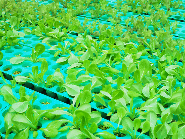Hydroponische Landwirtschaft mit biologischem Gemüseanbau in Löchern zu gesundem, sauberem Essen mit Cos Romaine Saltuce - Foto, Bild