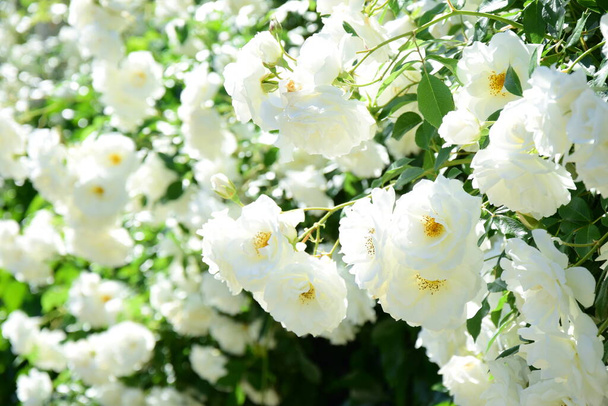 Λευκά τριαντάφυλλα αναρρίχησης στον κήπο το καλοκαίρι στον ήλιο - Φωτογραφία, εικόνα