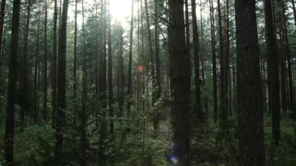 Luce del sole attraverso gli alberi nella foresta, girato in movimento - Filmati, video