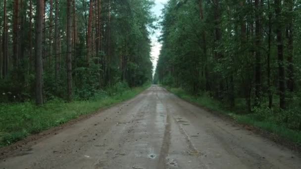 Driving on a gravel road through the forest after rain. - Footage, Video