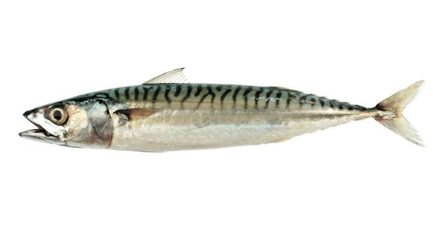 Скумбрія риби
 - Фото, зображення