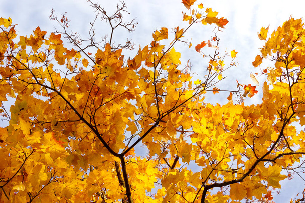 Maple tree branches with yellow leaves on a background of blue sky. - Фото, зображення