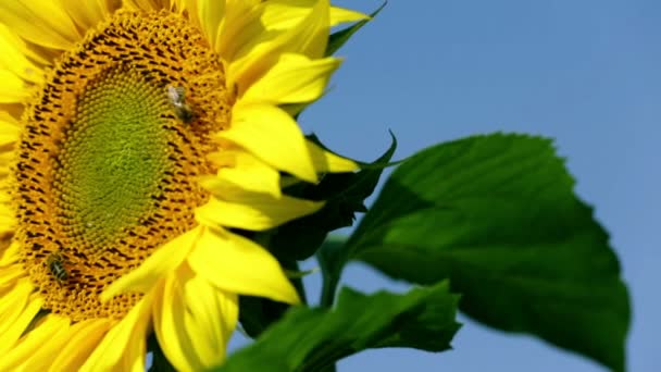Flower head of the sunflower with bees - Footage, Video
