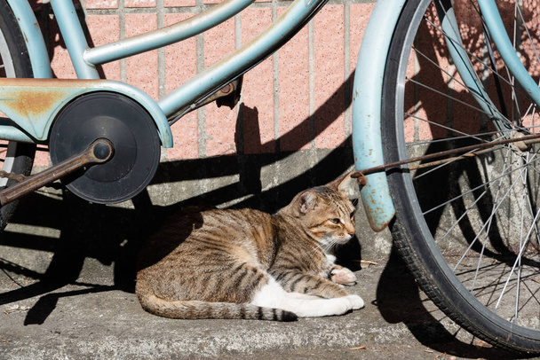 slaperig tabby kat slapen onder de zon in de buurt van een fiets - Foto, afbeelding
