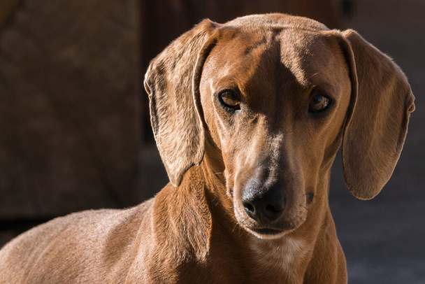 Close-up of a cute dachshund looking towards the camera - Photo, Image