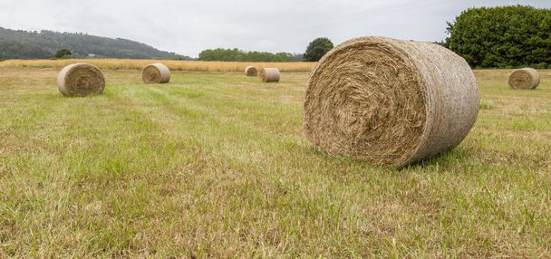 Skein of straw on green field during summer - Photo, Image