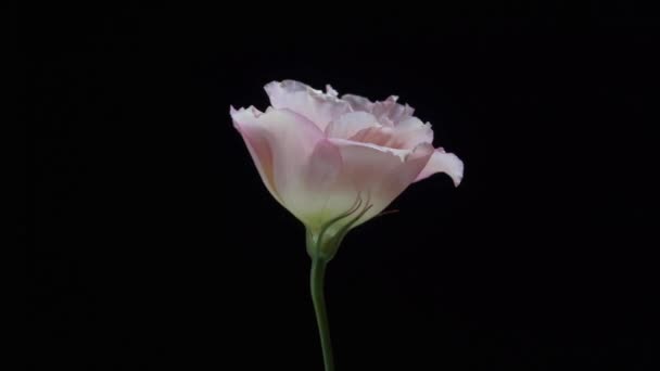 Beautiful pink eustoma flower rotating on a black background. Close up shot - Footage, Video