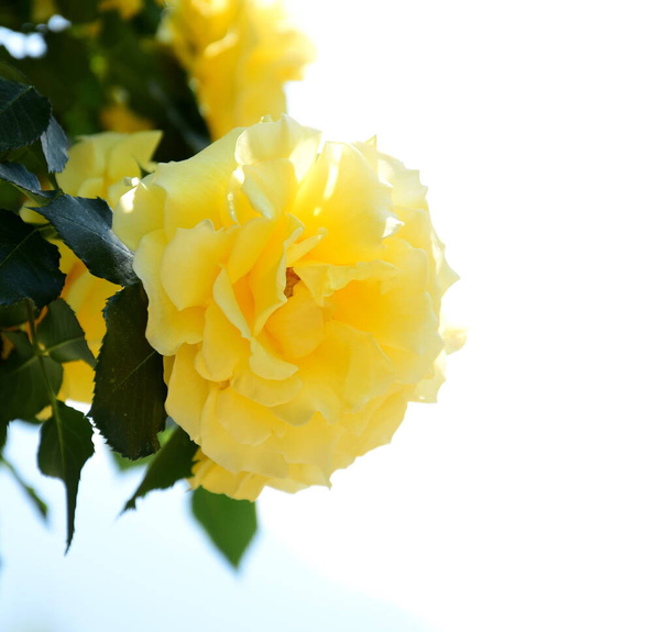 rosa amarilla en el jardín - Foto, imagen