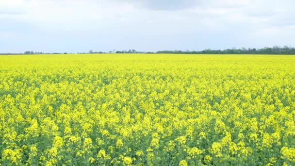 Bulutlu gökyüzünde sarı kolza tohumu tarlası - Video, Çekim