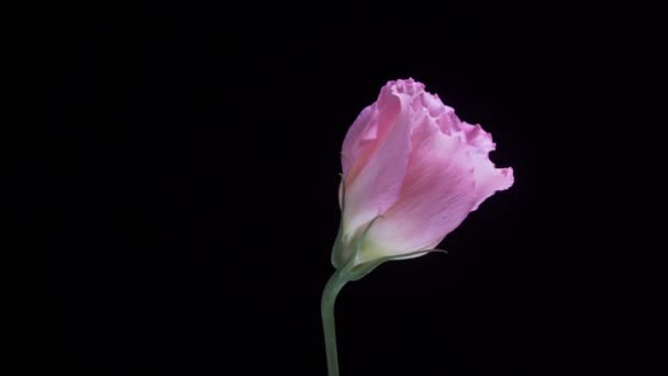 Beautiful pink eustoma flower rotating on a black background. Close up shot - Footage, Video