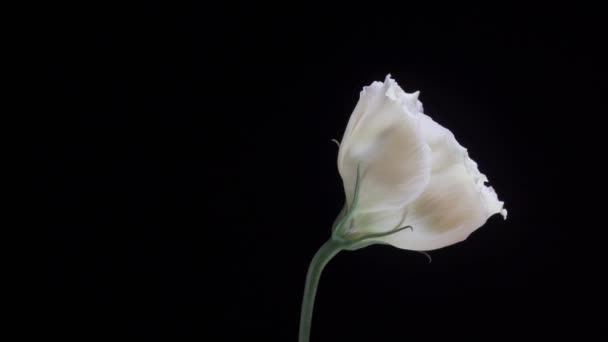 Piękny biały kwiat eustoma obracający się na czarnym tle. Zbliżenie strzału - Materiał filmowy, wideo