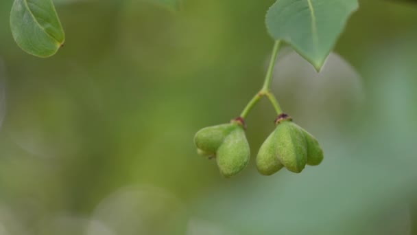 Незрелые зеленые плоды веретена (Euonymus europaeus) - Кадры, видео