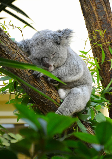 Kuva Koala Eläin istuu puussa ja hyvin rento - Valokuva, kuva