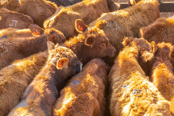 Bestiame in isolamento, buoi, mucche, giornata di sole. - Foto, immagini